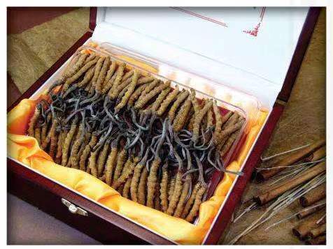 铜梁冬虫夏草回收